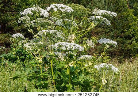 Cow Parsnip Blooms In Summer In A Meadow.