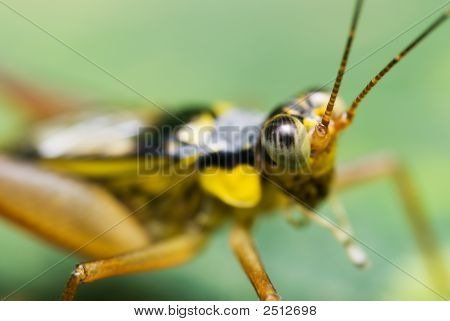 cricket