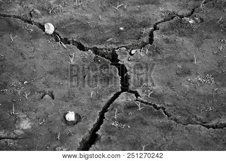 Green Grass On Cracked Earth. Hot Summer. Waterless Concept