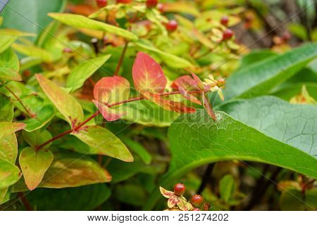 Red And Yellow Garden Plant With Ripe Red Fruits