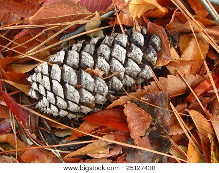 piña en un lecho de agujas