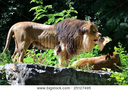 Coppia felina