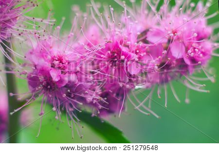 Purple Blooming Spiraea Salicifolia Flowers. Natural Background