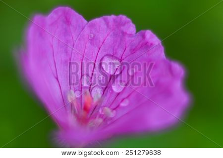 Purple Blooming Spiraea Salicifolia Flowers. Natural Background
