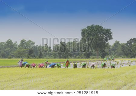 Purulia, West Bengal / India - 14th August 2017 : Indian Rural Women Are Busy Harvesting Paddy (rice