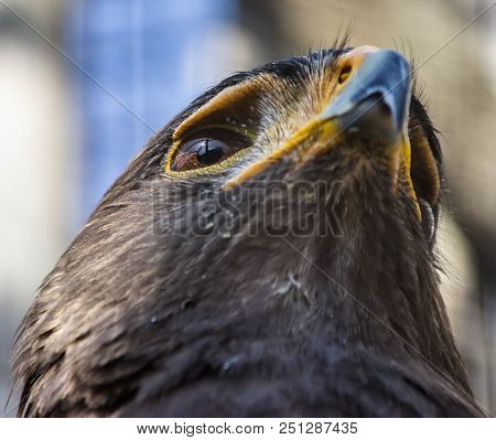 Close Up Eye And Beak Of A Hawk