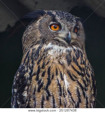 Stunning Orange Eyes Owl Taken In Scottburgh