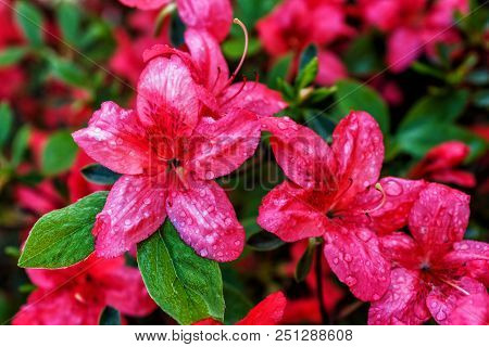 Colorful Floral Background Of Flowers. Flowering Bushes.