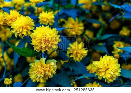 Colorful Floral Background Of Flowers. Flowering Bushes.