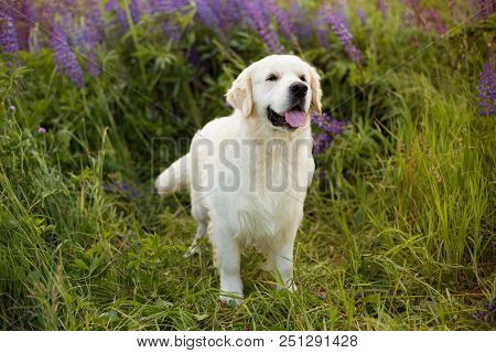 Profile Portrait Of Lovely Golden Retriever Dog With Tonque Hanging Out Standing In The Green Grass 
