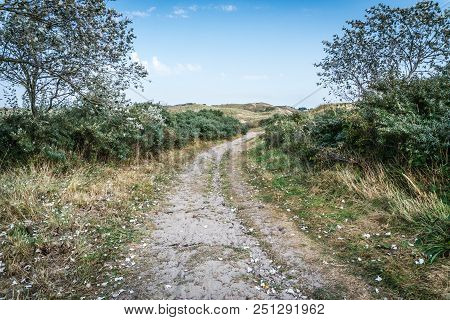 Path Through The Dunes Sprinkled With Silve Poplar Leaves. Dune Vegetation. Egmond Aan Zee, North Ho