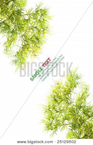 Bamboo Leaf Isolated