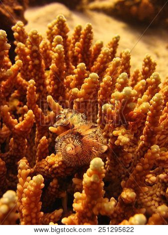 Underwater Photo, A View Of The Coral And Fish In The Red Sea In Israel