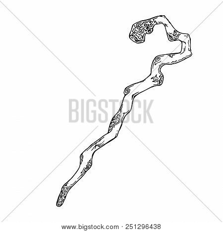 Wooden Cane. Trekking Stick. Vector Wooden Stick Isolated On White.