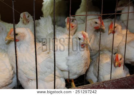 Chicken Broilers In A Cage, Breeding Of Chickens, Agriculture, Chicken Farm