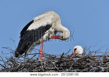 Stork Mutter Feeding The Little Baby In The Nest