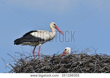 Stork Mutter Feeding The Little Baby In The Nest