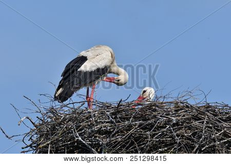 Stork Mutter Feeding The Little Baby In The Nest