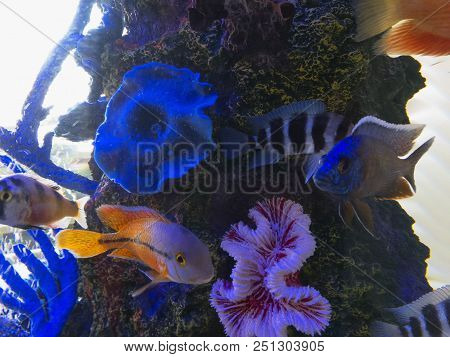 Beautiful Fish In The Aquarium Witn Blue Illumilation