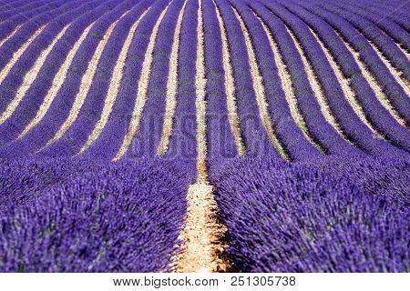 A Lavender Field In Valensole, Provence, France