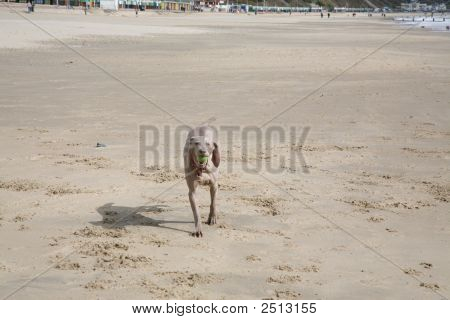 Fetch!
