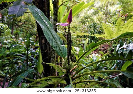 Banana Flower And Fruits Spotten In The Secret Gardens, San Gerardo