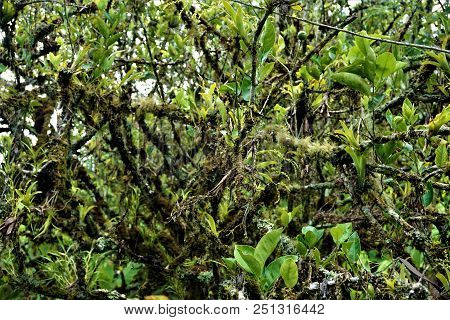 Mossy Lime Tree Spotted In The Secret Gardens, San Gerardo