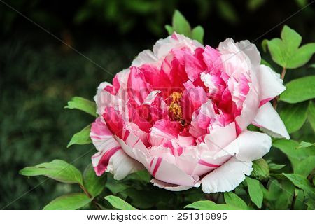 Pink And White Peony In The Garden. Burgundy Peony Flower. Large Fluffy Peonies