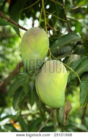 grøn mango hængende på et træ