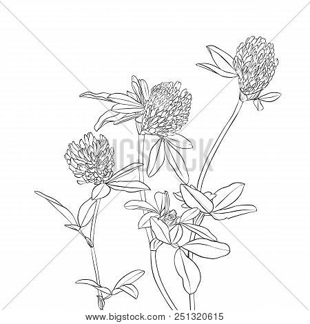 Vector Drawing Clover Flowers, Floral Composition, Hand Drawn Botanical Illustration