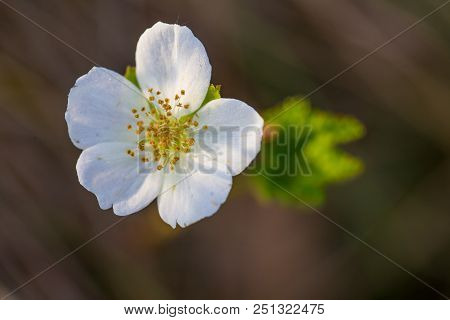 A Beautiful Cloudberry Flower And Leaf In A Natural Habitat Of Swamp. Closeup Scenery Of A Wetland F