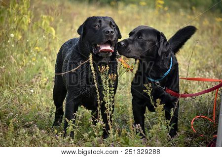 2 Beautiful, Happy, Healthy Young And Strong Black Labrodors