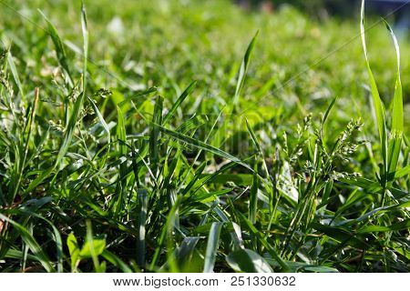 Green Color Grass In The Park Macro