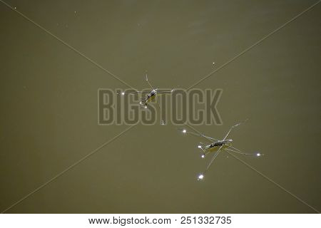 Hydrometra Stagnorum Linnaeus On The Surface Of The Pond