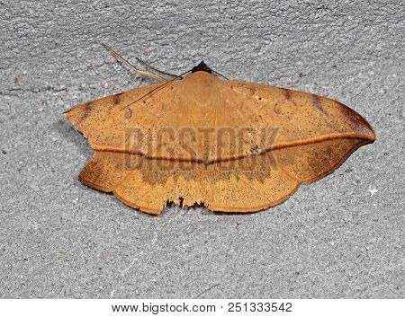 Macro Photography Of Dry Leaf Moth Or Hamodes Propitia Was Injured On The Gray Wall