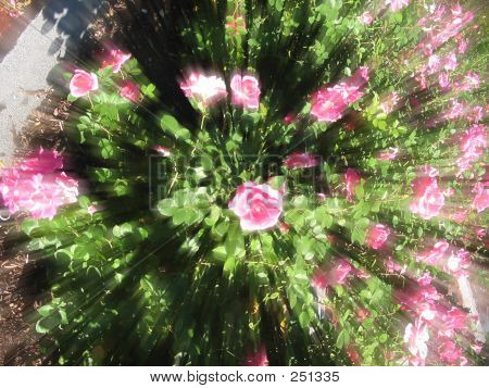 Blomster