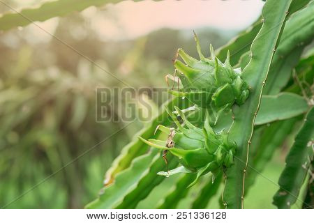 Dragon Fruit On Plant In Nature Form Thailand