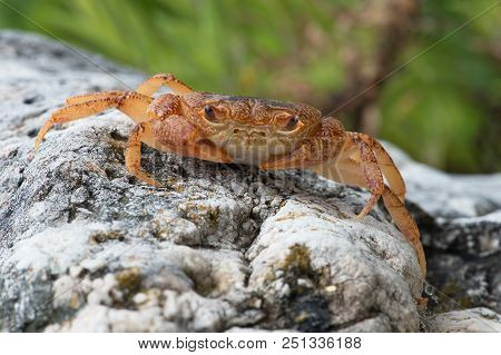 Potamon Potamios Freshwater Crab In Stony Riverbed