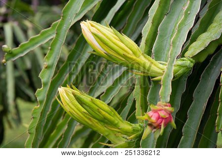 Dragon Fruit On Plant In Nature Form Thailand