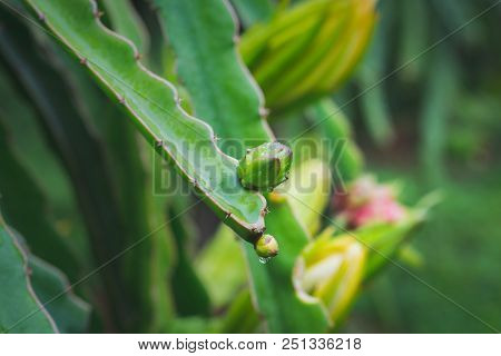 Dragon Fruit On Plant In Nature Form Thailand