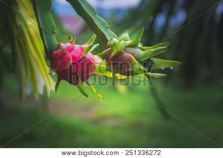 Dragon Fruit On Plant In Nature Form Thailand
