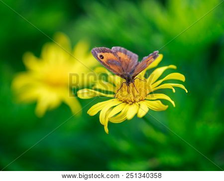 Meadow Brown Butterfly Perched On A Yellow Dasiy Flower With A Natureal Blurred Green Garden Backgro