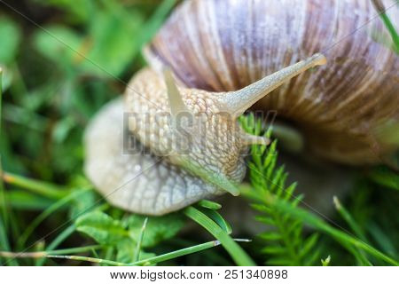 Big Snail In The Grass, Macro Photography, Cochlea And Grass