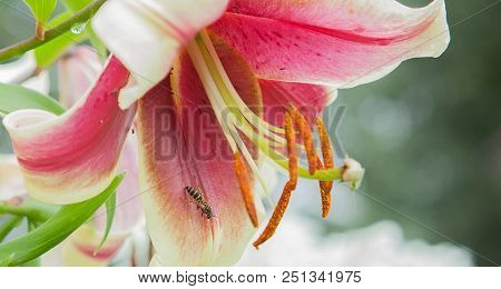 Pink Lily Close-up And Bee. A Pink Rain Lily Flower With Tiny Bees.