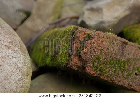 Green Moss Background Beautiful In Nature.closeup Of Moss On Brick Wall.