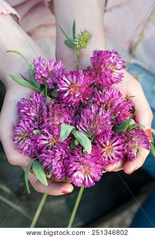 Young Girl Hands Holding Bright Meadow Clover/trefoil Flowers Bunch. (trifolium Pratense). Outdoors 