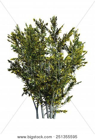 3d Rendering Of A Creosote Bush Or Larrea Tridentata Or Greasewood Or Chaparral Or Gobernadora Isola