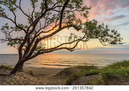 Tree On The Sand Dune And Sunset Over The Sea. Nature Concept