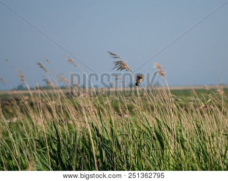 Marsh Warbler Or Acrocephalus Palustris Sways On Reed With Spread Wings