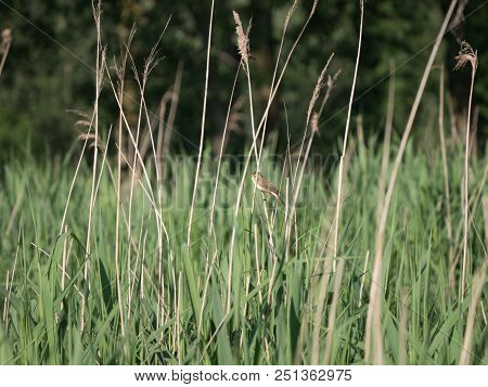 Marsh Warbler Or Acrocephalus Palustris Sways On Reed